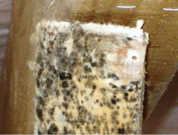 Abb. 4: Beispielhaft –mittlerweile getrocknetes, zusammengefallenes Pilzmycel, ehemaliger Pilzrasen (Foto: Hammes)