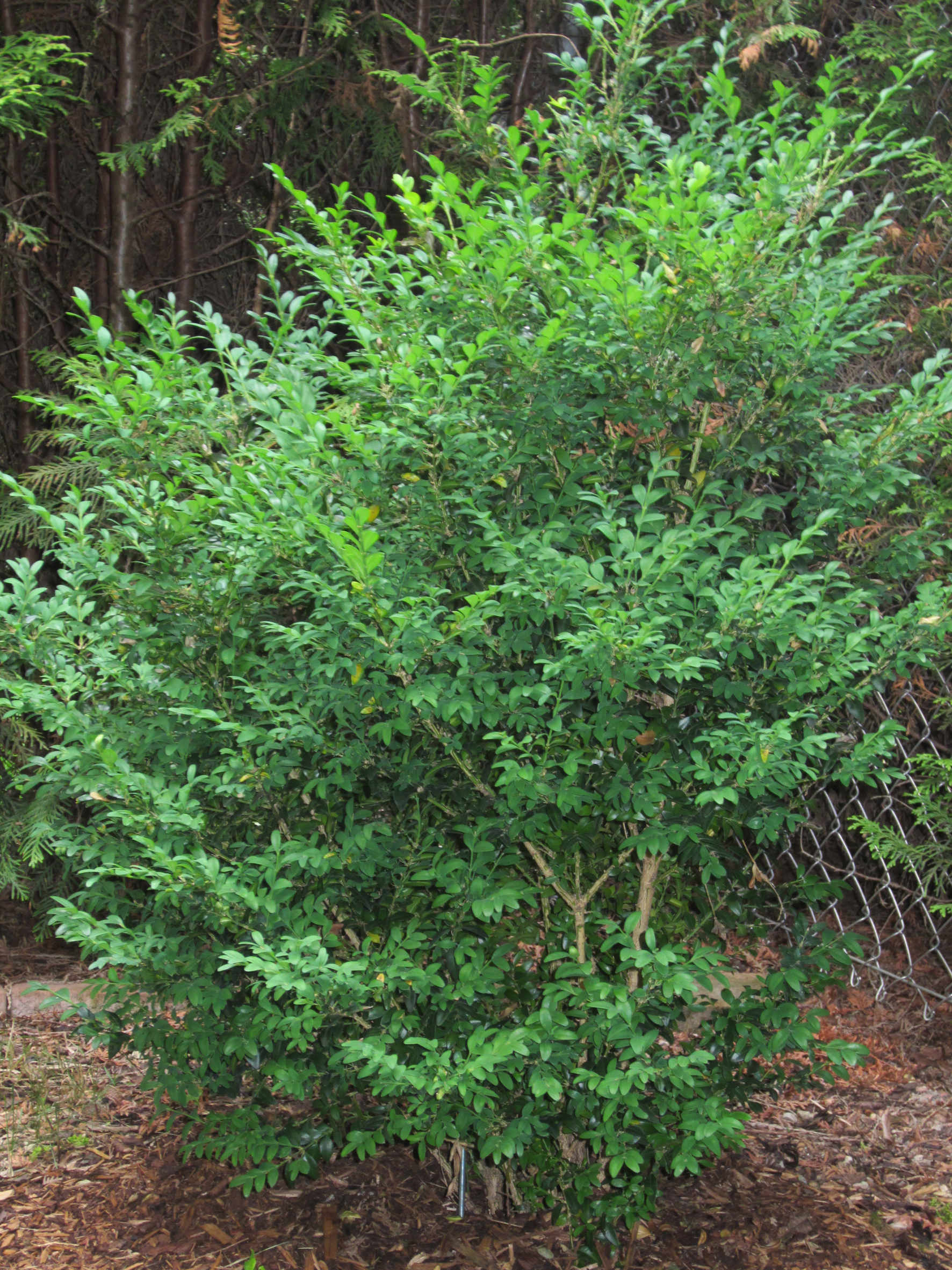 Buchsbaumzünsler bekämpfen – aber richtig! | Bauherrenhilfe.org