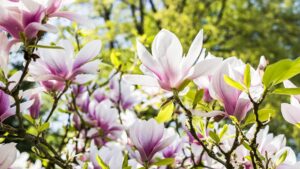 https://pixabay.com/de/photos/blume-magnolie-natur-pflanze-3339266/
