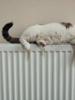 Designer-Heizkörper: Effizienz trifft auf Stil