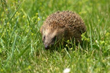 Mähroboter und Igel: Warum der Rasenroboter nachts besser Pause macht